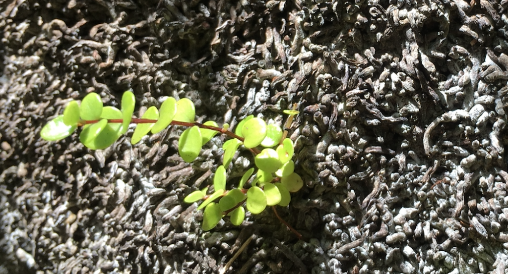Resilienz_grows